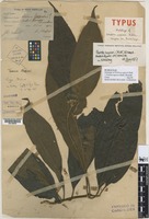 Holotype of Webera napierii Ridl. [family RUBIACEAE]