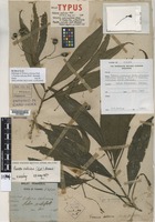 Holotype of Webera salicina Ridl. [family RUBIACEAE]