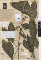 Isotype of Ixora stenothyrsa Brem. [family RUBIACEAE]