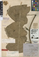 Isotype of Aristolochia klossii Ridl. [family ARISTOLOCHIACEAE]