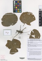 Isotype of Begonia andersonii Kiew & Julia [family BEGONIACEAE]