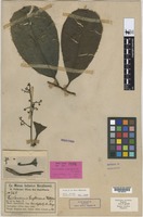 Syntype of Buchanania engleriana Volkens [family ANACARDIACEAE]