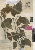 Syntype of Sarcocephalus officinalis Pierre ex Pitard [family RUBIACEAE]