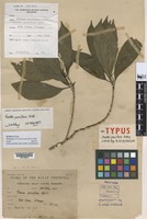Isotype of Pavetta pauciflora Ridl. [family RUBIACEAE]