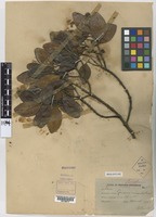 Holotype of Garcinia minutiflora Ridl. [family GUTTIFERAE]