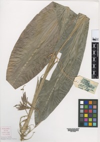 Isotype of Kedhalia flaviflora C.K. Lim [family ZINGIBERACEAE]