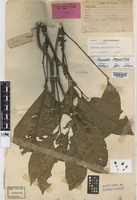 Isotype of Harpullia longipetala Leenh. [family SAPINDACEAE]