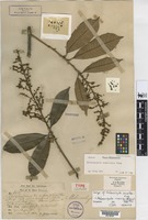 Isotype of Melanochyla kunstleri King [family ANACARDIACEAE]