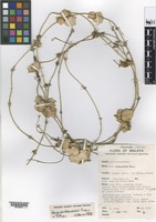 Isotype of Hoya endauensis Kiew [family APOCYNACEAE-ASC]