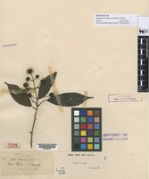 Isotype of Adina dissimilis Craib [family RUBIACEAE]