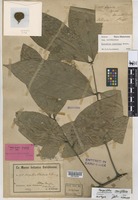 Isotype of Harpullia weinlandii K. Schum. [family SAPINDACEAE]