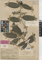 Isotype of Gomphia hookeri Planch. var. corymbosa King [family OCHNACEAE]