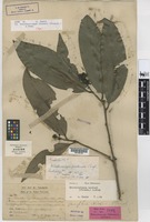 Isotype of Brackenridgea perakensis Tiegh. [family OCHNACEAE]