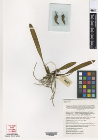 Holotype of Bulbophyllum illecebrum J.J. Verm. & P. OByrne [family ORCHIDACEAE]
