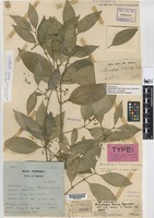 Holotype of Microtropis tenuis Symington [family CELASTRACEAE]