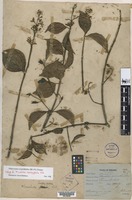 Isotype of Micrechites brachypetalus Ridl. [family APOCYNACEAE-ASC]
