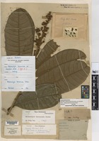 Isotype of Melanochyla beccariana Oliv. var. breviflora Oliv. [family ANACARDIACEAE]