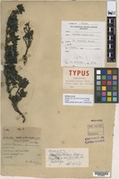 Isotype of Coprosma hookeri Stapf [family RUBIACEAE]