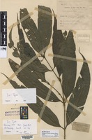 Isotype of Ixora stenura Brem. [family RUBIACEAE]