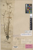 Isotype of Kyllinga caespitosa Nees var. robusta Boeck. [family CYPERACEAE]