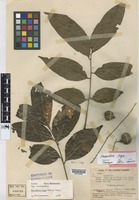 Isotype of Harpullia vaga Merr. & Perry [family SAPINDACEAE]