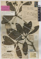 Holotype of Gluta capituliflora Ding Hou [family ANACARDIACEAE]