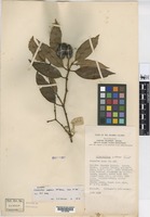 Isotype of Calophyllum confusum P.F. Stevens [family GUTTIFERAE]