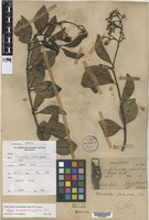 Isotype of Micrechites brachypetalus Ridl. [family APOCYNACEAE-ASC]