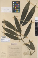 Isotype of Ixora nonantha Bremek. [family RUBIACEAE]