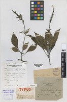 Syntype of Stenothyrsus ridleyi C.B. Clarke [family ACANTHACEAE]