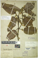 Syntype of Rhodoleia ovalifolia Ridl. [family HAMAMELIDACEAE]