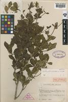 Holotype of Buchenavia rabelloana Mattos [family COMBRETACEAE]