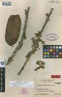 Original material of Discophora froesii Pires [family ICACINACEAE]