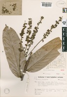 Isotype of Hirtella margae Prance [family CHRYSOBALANACEAE]