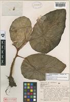 Holotype of Begonia jureiensis  da Silva & Mamede [family  BEGONIACEAE] on JSTOR