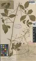 Holotype of Cardiospermum heringeri Ferrucci [family SAPINDACEAE]