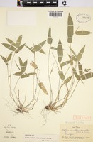 Isotype of Reitzia smithii Swallen [family POACEAE]