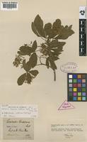 Isosyntype of Esenbeckia riedeliana Engl. [family RUTACEAE]