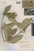 Neotype of Bignonia acutissima Cham. [family BIGNONIACEAE]
