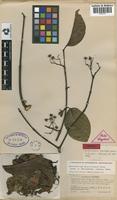 Isotype of Banisteriopsis inebrians C.V.Morton [family MALPIGHIACEAE]