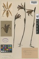 Syntype of Cleistes castaneoides Hoehne [family ORCHIDACEAE]