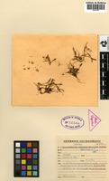 Holotype of Pleurothallis violaceomaculata Hoehne [family ORCHIDACEAE]
