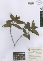 Isotype of Memecylon mayottense R.D.Stone [family MELASTOMATACEAE]