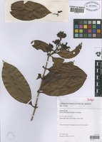 Isotype of Ixora pilosostyla Di Maio & Peixoto [family RUBIACEAE]