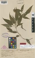 Isosyntype of Acalypha gracilis Spreng. var. divaricata (Baill.) Pax & K.Hoffm. [family EUPHORBIACEAE]
