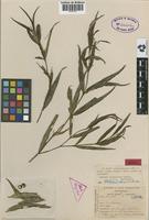 Isotype of Faramea stenomeris Standl. [family RUBIACEAE]