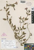 Isotype of Petunia mantiqueirensis T.Ando & Hashim. [family SOLANACEAE]