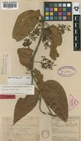 Holotype of Banisteriopsis basifixa B.Gates [family MALPIGHIACEAE]