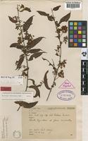 Isotype of Banisteriopsis parviglandula B.Gates [family MALPIGHIACEAE]