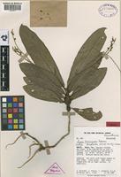 Isotype of Lecosia formicarum Pedersen [family AMARANTHACEAE]